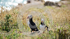 Puffins on Skomer island