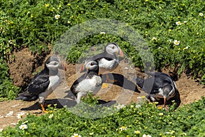 Puffins at Skommer Island