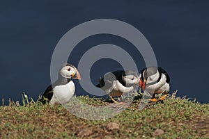 Puffins socialising on Skomer Island in Pembrokeshire, Wales