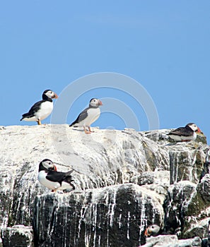 Puffins on top of cliff, Farne Islands