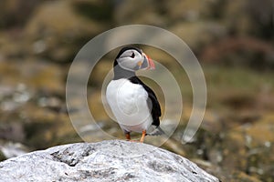 Puffins