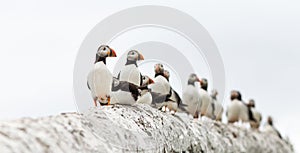 Puffins on a Wall