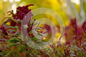 Puffy Burgandy Flowers