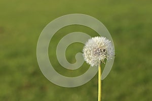 Puffy dandilion seeds ready to spread on green blurred background