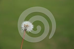 Puffy dandilion seeds ready to spread on green blurred bsckground