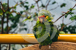 Puffy green yellow and red parrot in an aviary