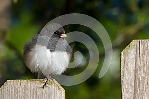 Puffy Junco Perched on a Fencepost