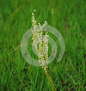 Puffy Multi Seeded Weed with Stalk