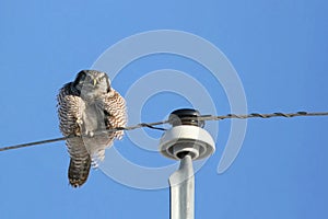 Puffy Northern Hawk Owl