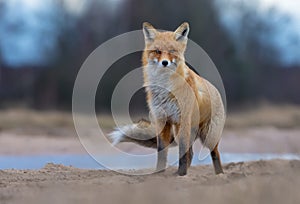 Puffy Red Fox posing on sand road anf looks at the viewer in turbulent and rough weather