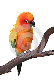Puffy Sun Conure Parrot Bird photo