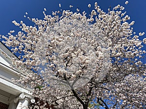 Puffy White Cherry Blossoms on a Spring Day.