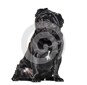 Pug, 1 year old, sitting against white background