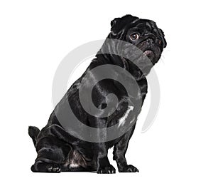 Pug, 1 year old, sitting against white background