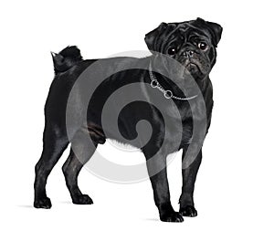 Pug, 1 year old, standing in front of white background