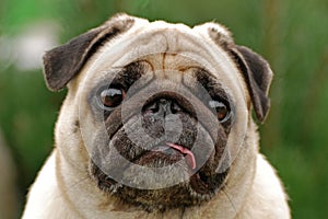 Pug