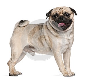 Pug, 2 and a half years old, standing