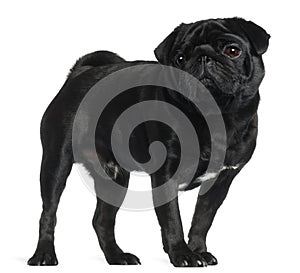 Pug, 2 and a half years old, standing