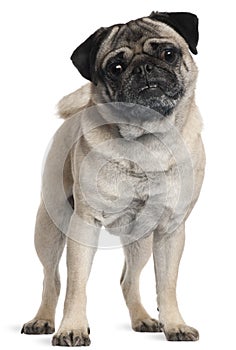 Pug, 2 and a half years old, standing