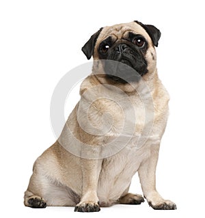 Pug, 2 years old, sitting