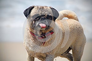 PUG