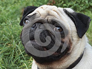 Pug