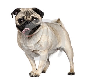 Pug, 3 years old, standing