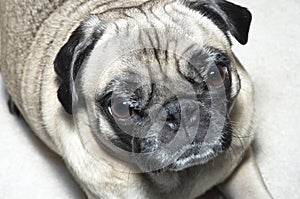 Pug