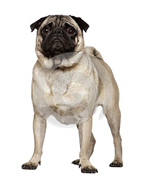 Pug, 4 years old, standing