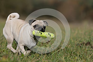Pug in action