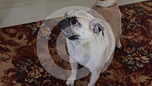 Pug angry dog barking growls pet