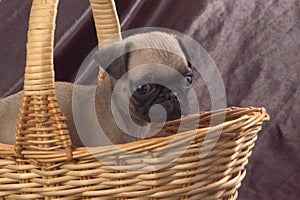 Pug in a basket