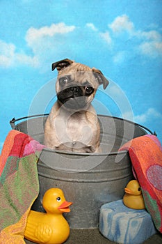 Pug in a Bath Tub