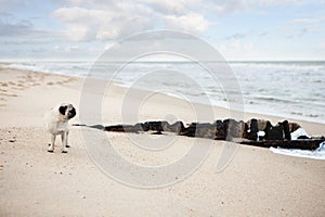 Pug on beach