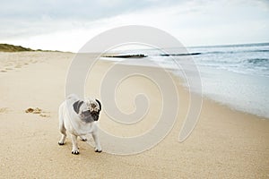 Pug On Beach