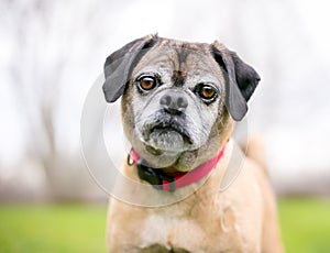 A Pug/Beagle or Puggle mixed breed dog