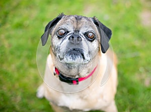 A Pug/Beagle or Puggle mixed breed dog looking up