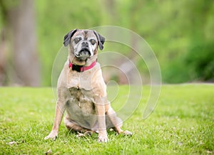 A Pug/Beagle or Puggle mixed breed dog sitting