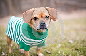 A Pug x Beagle or \