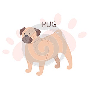 Pug. Beautiful purebred dog. Cute funny domestic pet.