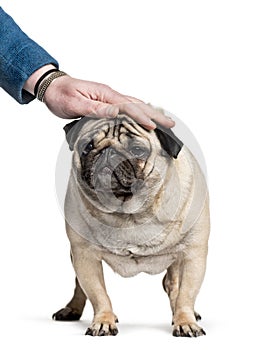 Pug being patted on the head standing against white background