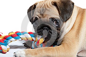 Pug biting toy