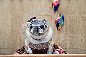 A pug in a black hillbilly dress with colorful flowers sitting