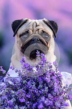 Pug in blooming lavender.