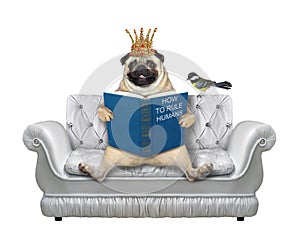 Pug with book on gray leather divan