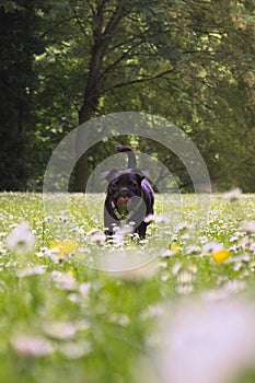 A pug bounds joyfully through a flower meadow