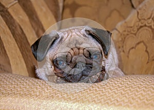 The Pug is a breed of dog with physically distinctive features of a wrinkly, short-muzzled face, and curled tail.