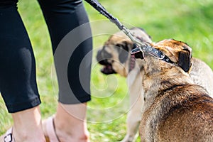 The pug is a breed of dog with physically distinctive features of a wrinkly, short-muzzled face, and curled tail.Two pugs on lead.