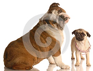 Pug and bulldog