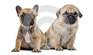 Pug and bulldog puppies side by side,